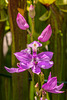 Calopogon tuberosus (Common Grass-pink orchids) in bog garden