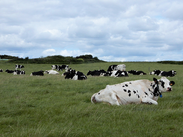 les vaches c'est reposant,,,