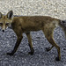 Red Fox ... P.i.P. (© Buelipix)