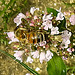 20230714 1864CPw [D~LIP] Dost (Origanum vulgare), Honigbiene, Bad Salzuflen