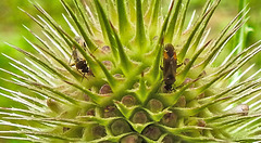 20230723 3124CPw [D~LIP] Wilde Karde (Dipsacus sylvestris), Braunschwarze Nesselweichwanze (Plagiognathus arbustorum), UWZ, BS