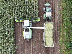 Harvesting the maize