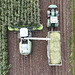 Harvesting the maize