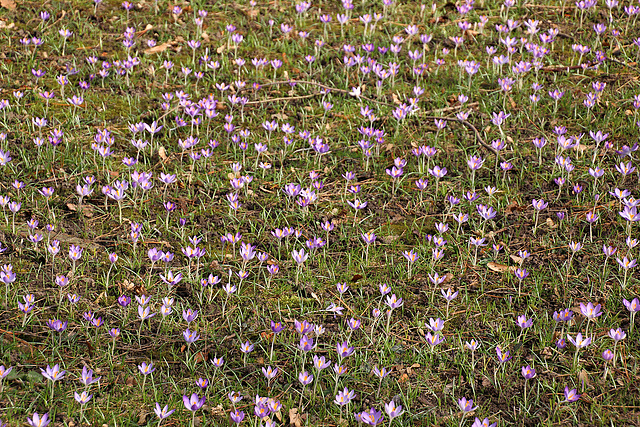 Krokusblühen