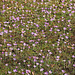 Krokusblühen