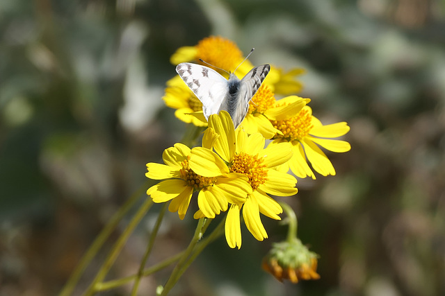 Checkered White butterfly