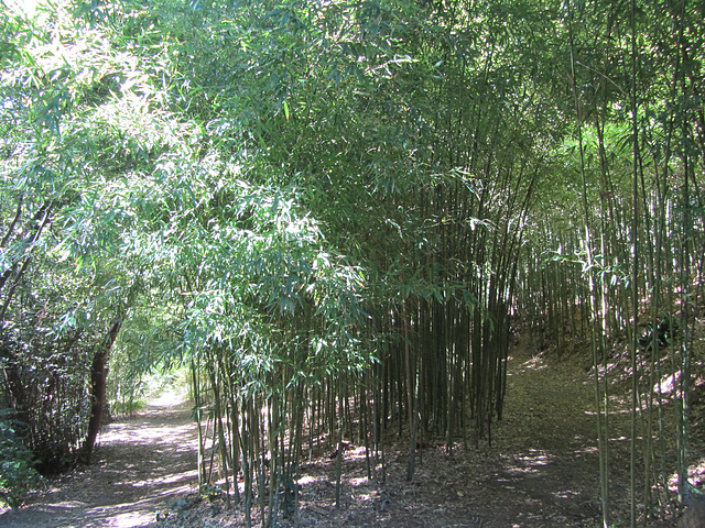 Bosquet de Bambou
