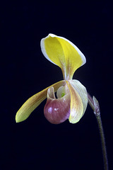 Paphiopedilum helenae