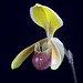 Paphiopedilum helenae