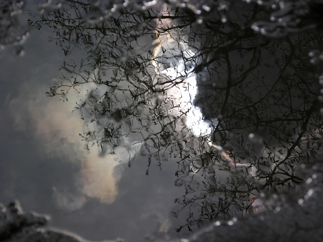 Blick in eine Pfütze.