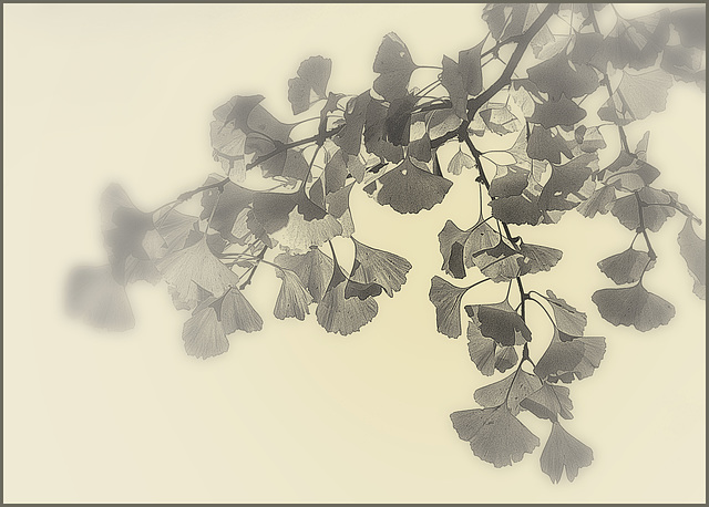 Gingko B/W