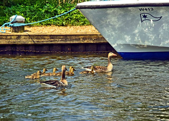 Greylag Geese ~ The Norfolk Broads