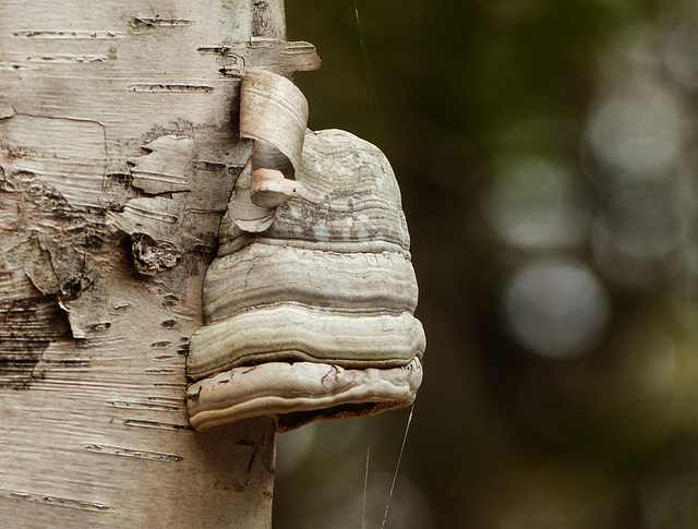 Day 9, Hoof fungus, Tadoussac