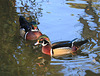 Canard carolin = Aix sponsa, Parc des Oiseaux, Villars-les-Dombes (Ain)