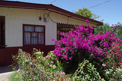 Farmhouse and Purple Bougainvillea