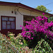 Farmhouse and Purple Bougainvillea
