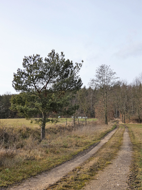 Weg Richtung Eselweiher