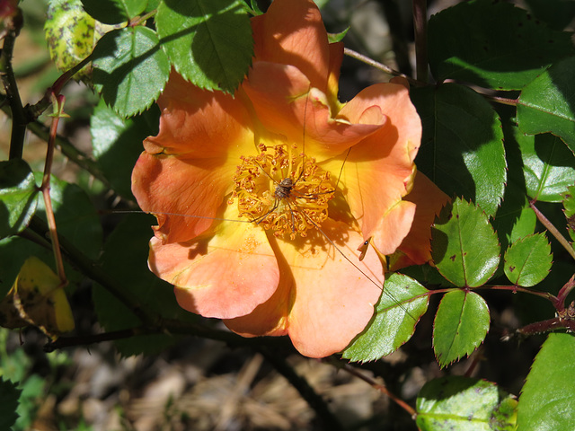 Rose with spider