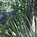 Blue Ceanothus in the background ...