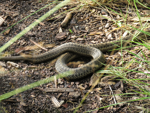 Wandering Garter Snake