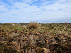 Spiekeroog-Dünen