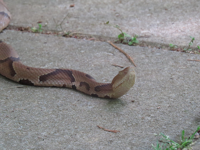 Copperhead (Agkistron contortrix)