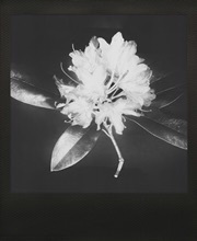rhododendron