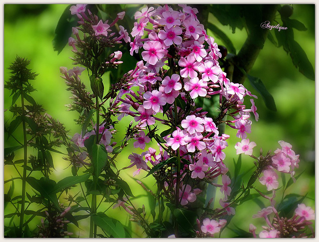 Phlox paniculé...........Bon jeudi de l'Ascension ❤️