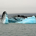 Alaska, Drifting Floe in the Columbia Bay