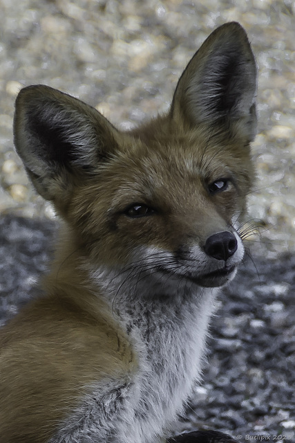 Red Fox  ... wer kann diesem Blick schon widerstehen?  ... P.i.P.  (© Buelipix)