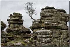 Brimham Rocks ~ Lone Tree