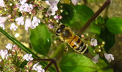 20230714 1865CPw [D~LIP] Dost (Origanum vulgare), Honigbiene, Bad Salzuflen