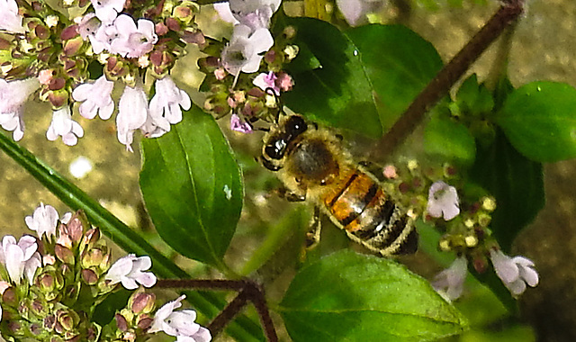 20230714 1865CPw [D~LIP] Dost (Origanum vulgare), Honigbiene, Bad Salzuflen