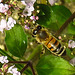 20230714 1865CPw [D~LIP] Dost (Origanum vulgare), Honigbiene, Bad Salzuflen