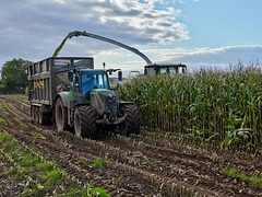 Harvesting the maize