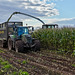 Harvesting the maize