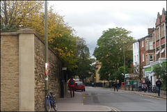 trees on Walton Street