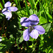 Hiding in the Shadows (Dog Violet)