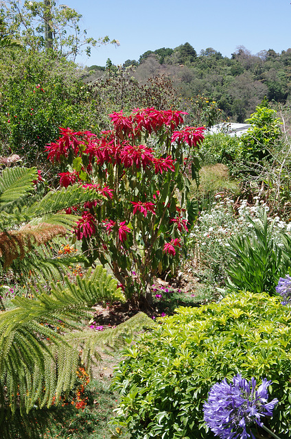 Poinsettia Bush