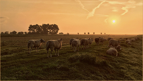 Good Morning Sun...