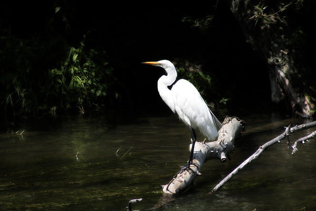 18/50 grande aigrette-great egret