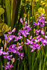 Calopogon tuberosus (Common Grass-pink orchid) in bog garden 03