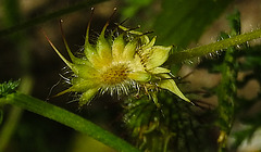 20230714 1866aCPw [D~LIP] Echte Nelkenwurz (Geum urbanum), Bad Salzuflen