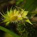 20230714 1866aCPw [D~LIP] Echte Nelkenwurz (Geum urbanum), Bad Salzuflen