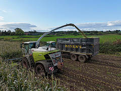 Harvesting the maize