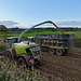 Harvesting the maize