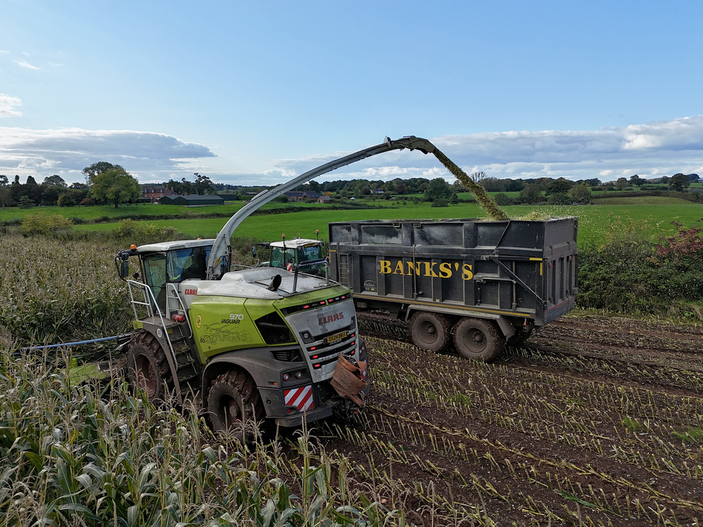 Harvesting the maize