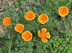 Leuchtende Blüten... Leuchtende Blüten...