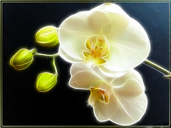 Weise Orchidee. White Orchid. ©UdoSm