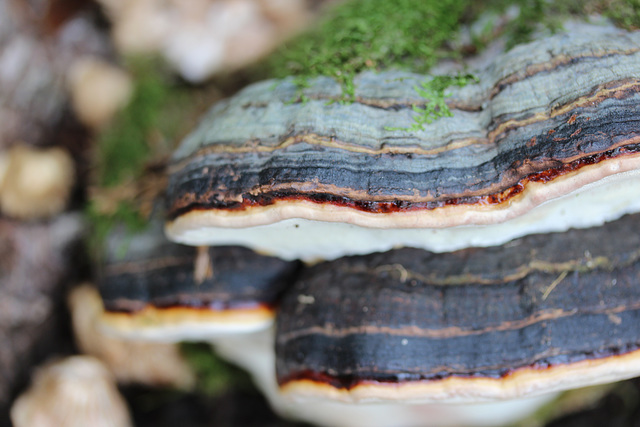 polypore